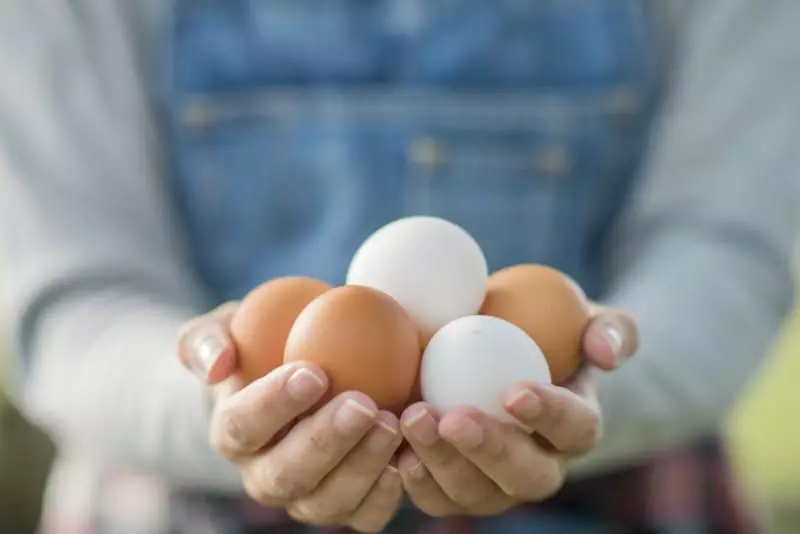 Jajka w rękach