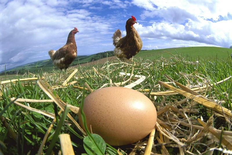 jajko w przybliżeniu w oddali kury na łące